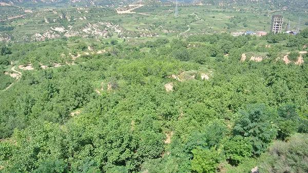 Zona de Plantación de Nueces