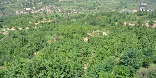 Base de Plantación de Nueces