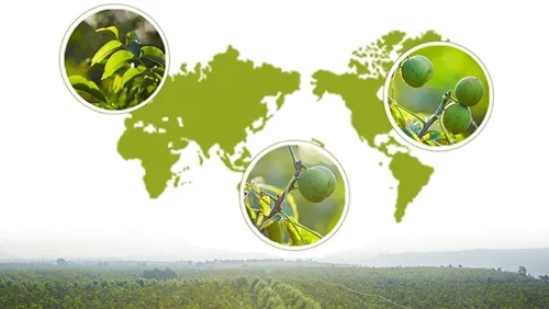 Shanxi Yiguo Food Co., Ltd.